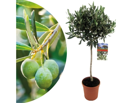 Plantas mediterráneas - PLANT IN A BOX - Olea Europaea - Set de 1 - Maceta 21cm - Altura 90-100cm
