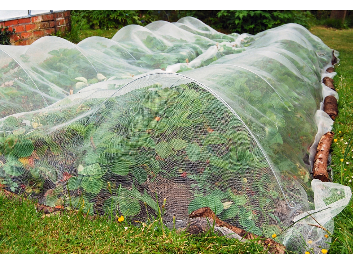 Red antiinsectos de 45g; 4 x 20m MAILLE STORE