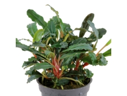 Lobelia Cardinalis Mini