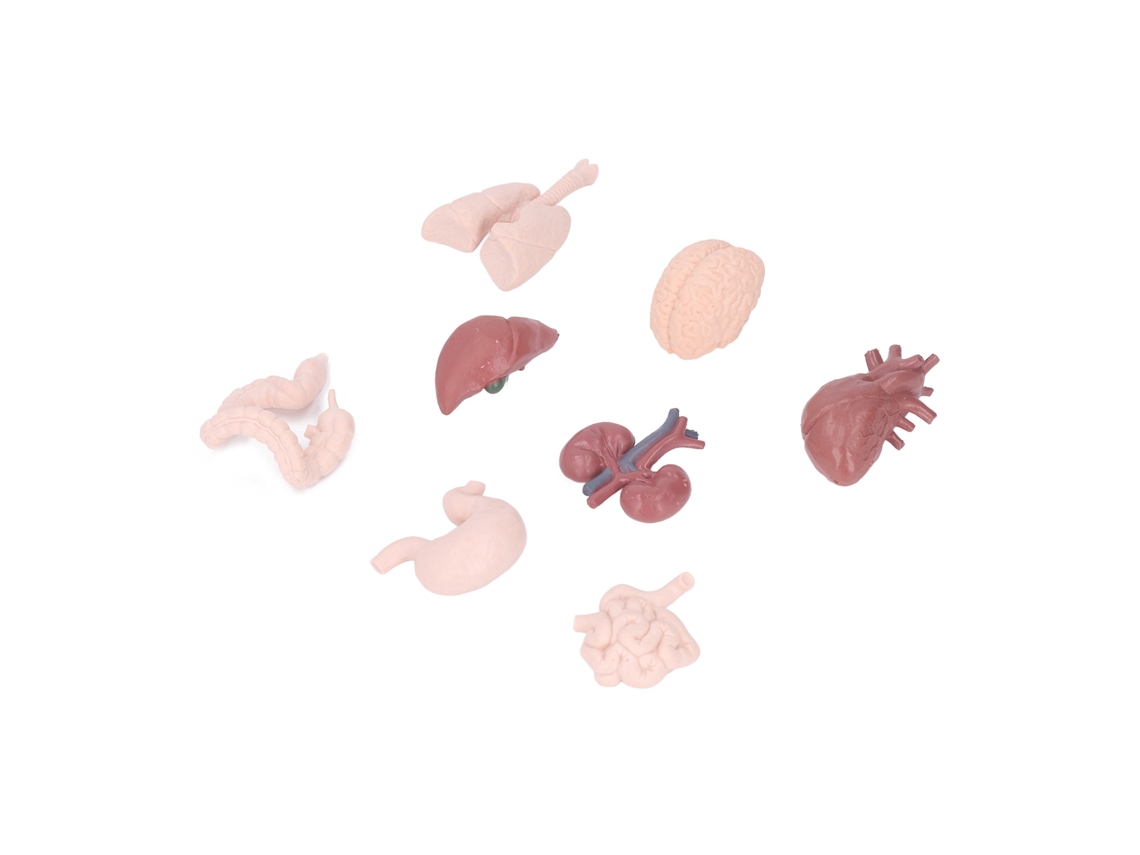Modelo De Órgano Humano - Anatomía Del Cuerpo - Herramienta Educativa - Juguete - Ciencia Para Niños