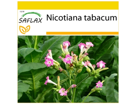 SAFLAX Conjunto de cultivo Tabaco de Virginia 250 semillas Con mini invernadero, sustrato de cultivo y 2 macetas Nicotiana tabacum