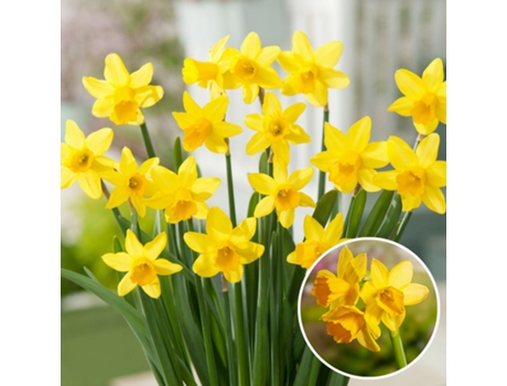 Bulbos de flor - PLANT IN A BOX - Narcissus Tête-à-Tête - Set de 50 - Maceta 0cm - Altura 0cm