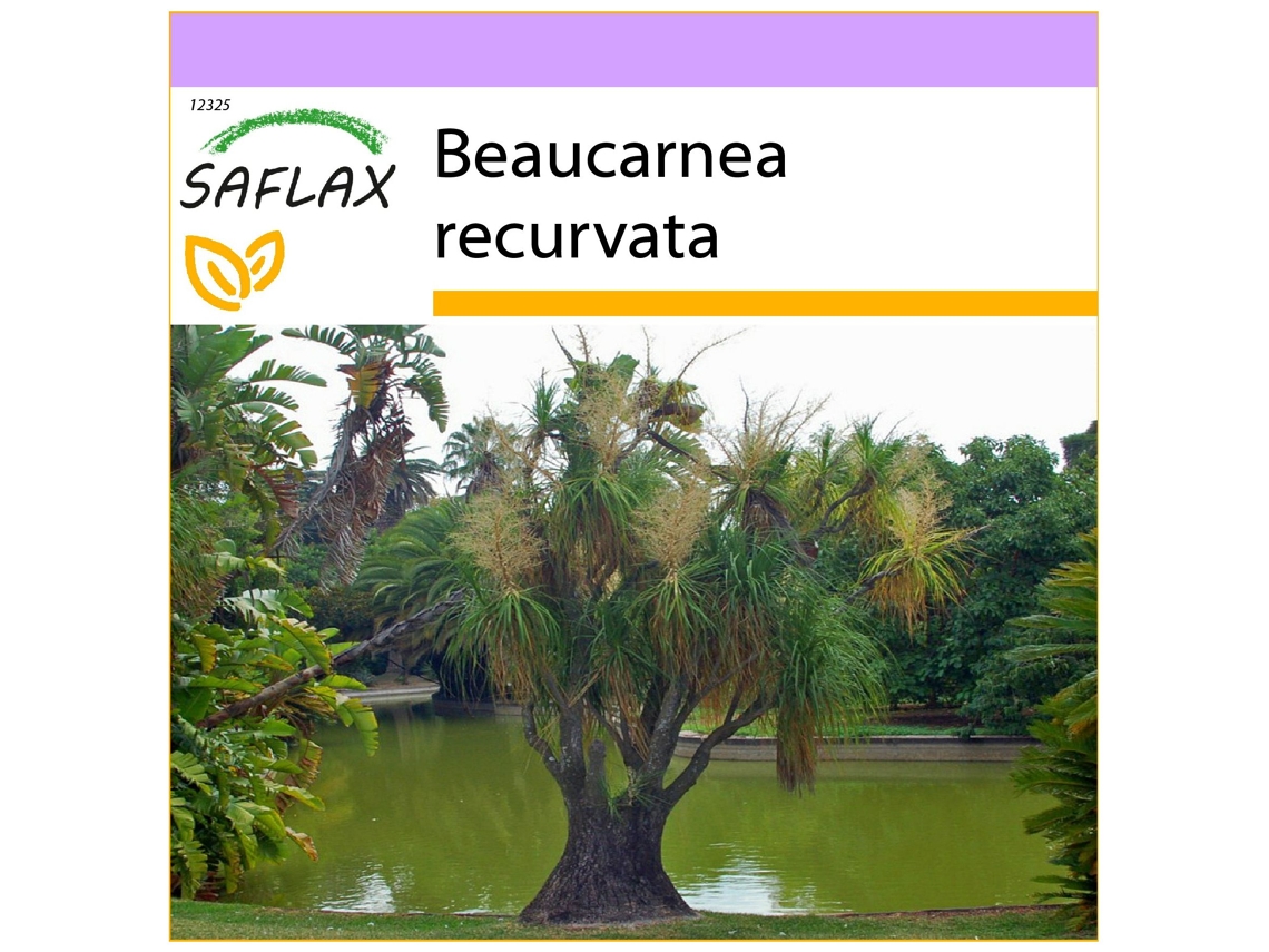 SAFLAX Pata de elefante 10 semillas Beaucarnea recurvata
