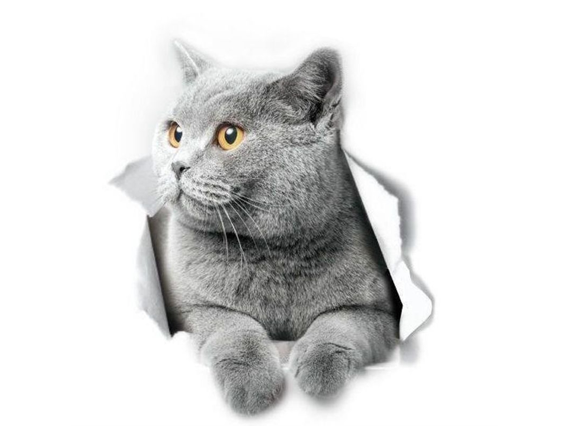 Pegatinas 3d De Gato British Shorthair Para Pared Y Baño - 2 Unidades Para Pared Y Coche