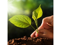Flervi Plantas Terrestres 50 Litros