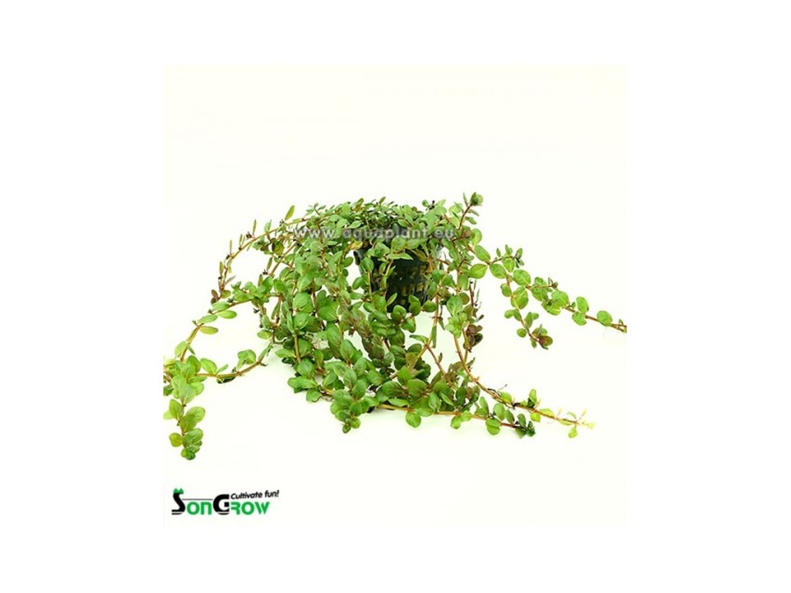 Rotala Yao-yai
