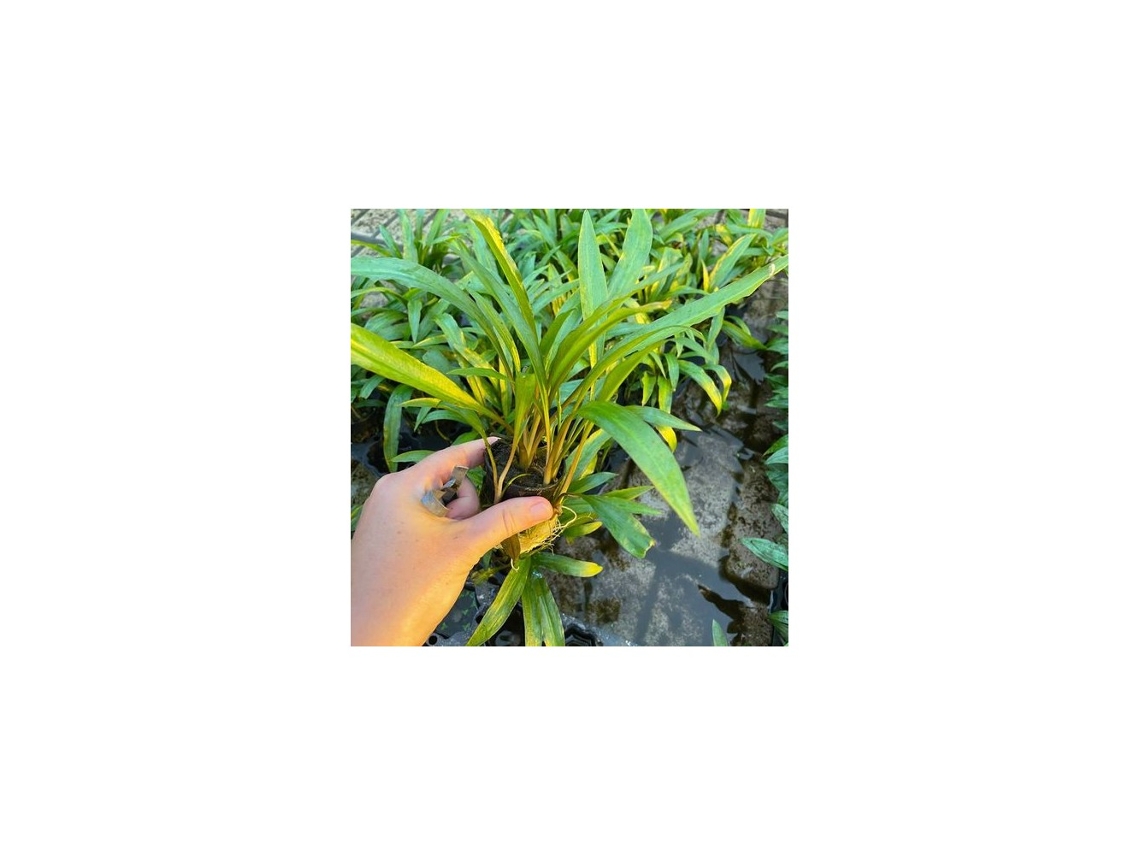 Cryptocoryne Crispatula /retrospiralis