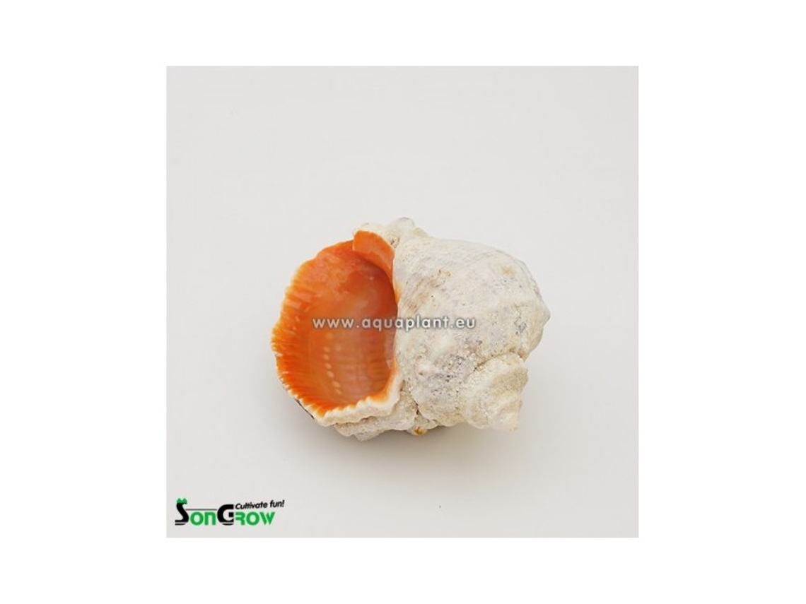 Shell Without Plant