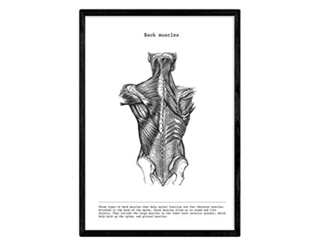 Láminas NACNIC Biología y Medicina Detalle de Espalda (A3)