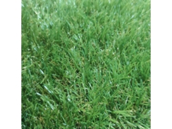 Cesped Artificial - 2x5m (Ancho x Largo) - Grosor 20mm
