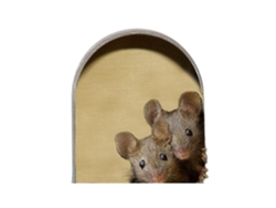 Calcomanía de pared decorativa "Ratonera" para cocina y hogar