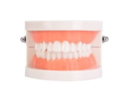 Modelo De Dientes Para Niños De Jardín De Infantes Modelo De Cepillado Dental Educación Bucal