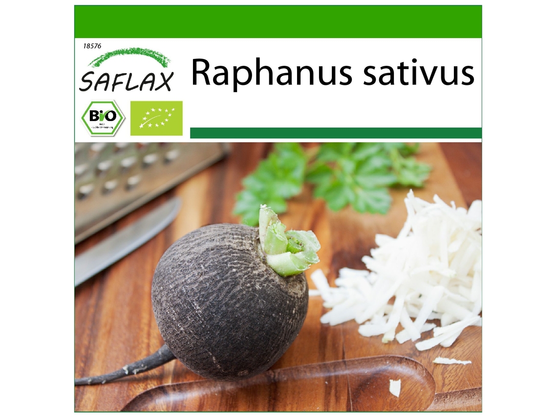 SAFLAX Ecológico Rábano Español Negro 100 semillas Con sustrato de cultivo libre de gérmenes Raphanus sativus
