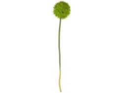 HASTE DE ALLIUM XL ASA DEKO