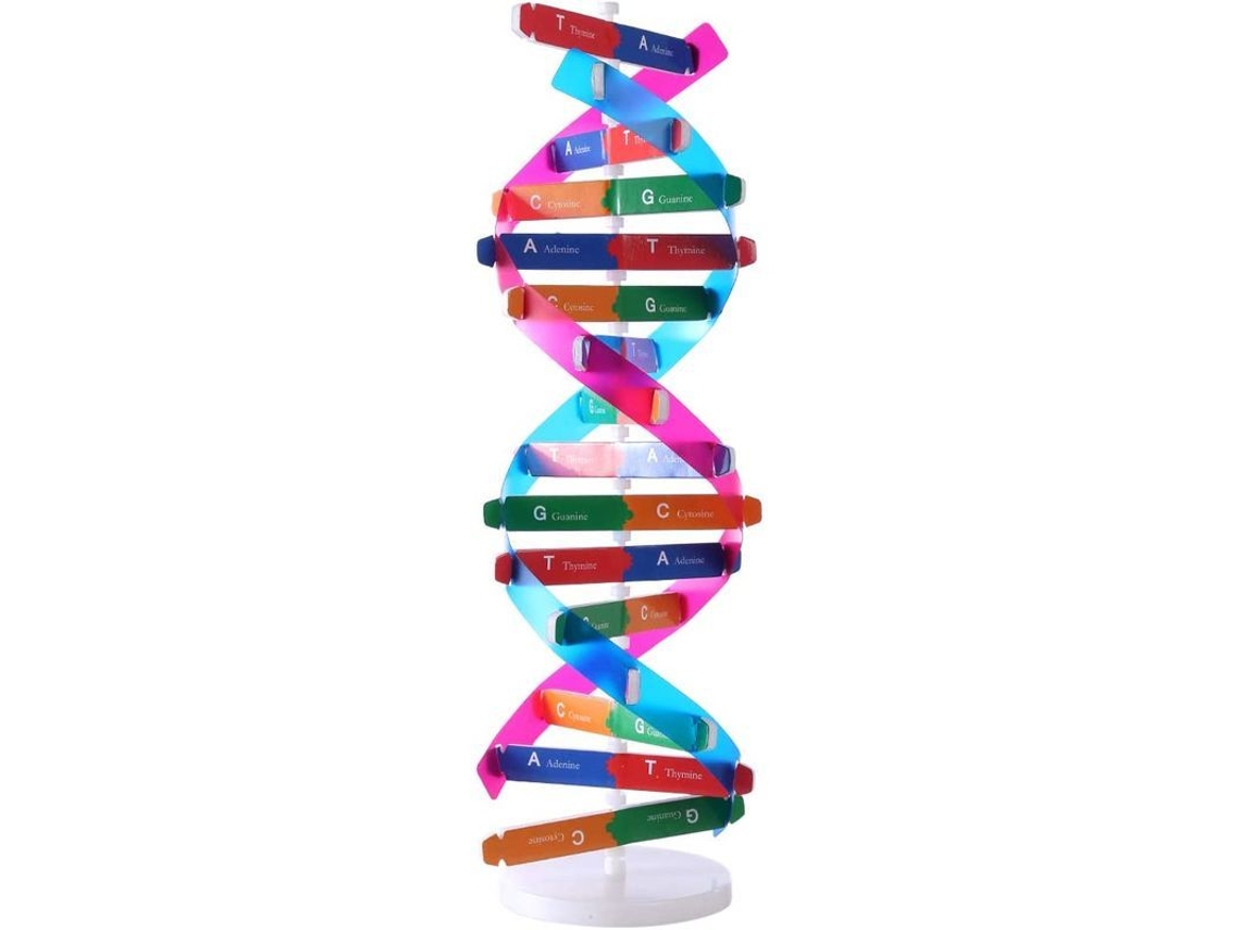 Modelo Genético De La Doble Hélice Humana: Una Herramienta Didáctica De Ciencias Para Niños Y Adultos.