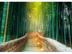 Fotomural OEDIM Bosque Bambú (Multicolor - 200x150cm - Vinilo)