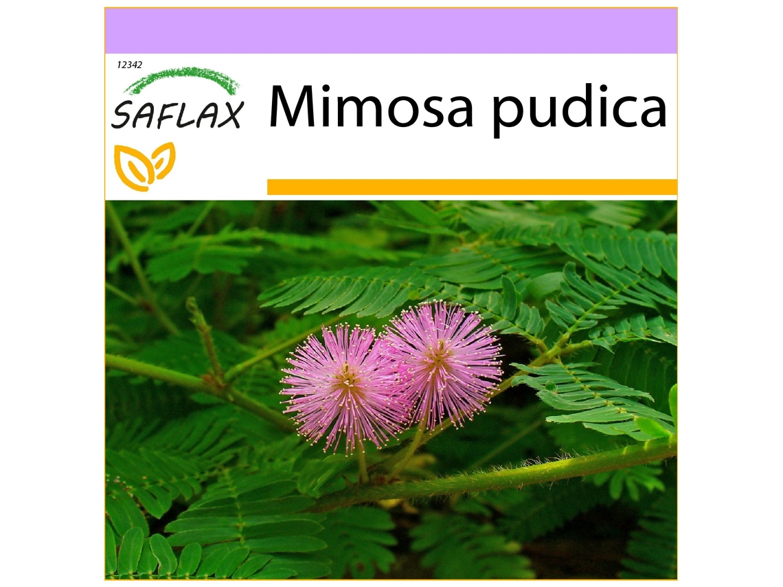SAFLAX Sensitiva 70 semillas Mimosa pudica