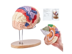 Modelo anatómico de cerebro humano de PVC con segmentos desmontables Tekmaquinas