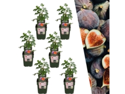 Plantas de Frank | 6 plantas de higos | 100 plantas frutales orgánicas | Higuera dura | Plantas de jardín | Plantas resistentes para el jardín