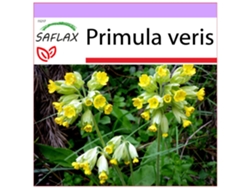 SAFLAX Primavera 100 semillas Primula veris