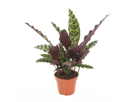 Plantas verdes - PLANT IN A BOX - Calathea lancifolia - Set de 1 - Maceta 12cm - Altura 30-40cm