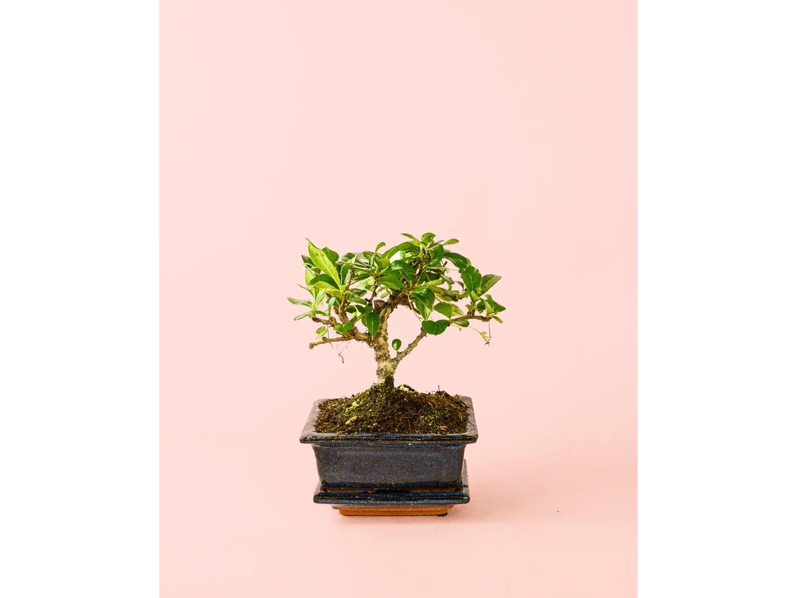 Bonsái con maceta y plato de cerámica | Planta decorativa de interior | Pur Plant