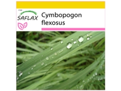 SAFLAX Conjunto de cultivo Pasto limón 50 semillas Con mini invernadero, sustrato de cultivo y 2 macetas Cymbopogon flexosus