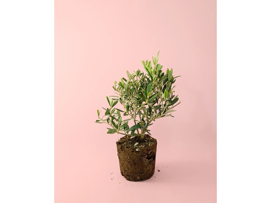 Olivo en miniatura | Árbol frutal natural en miniatura | Pur Plant