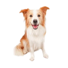 Mascotas image