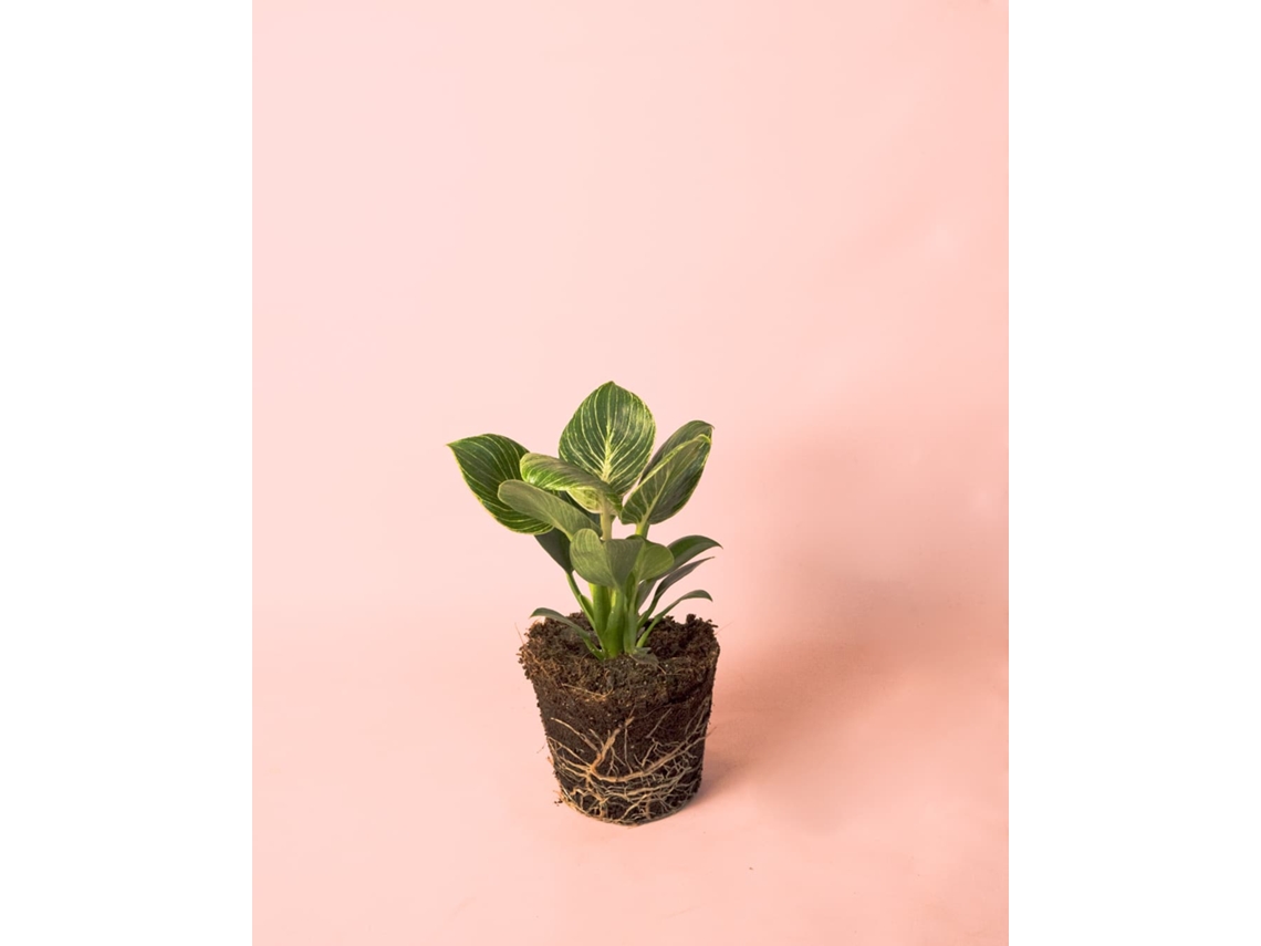 Filodendro Birkin | Planta tropical de interior natural, resistente y de primera calidad | Pur Plant