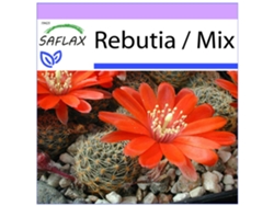 SAFLAX Rebutia 40 semillas Rebutia / Mix