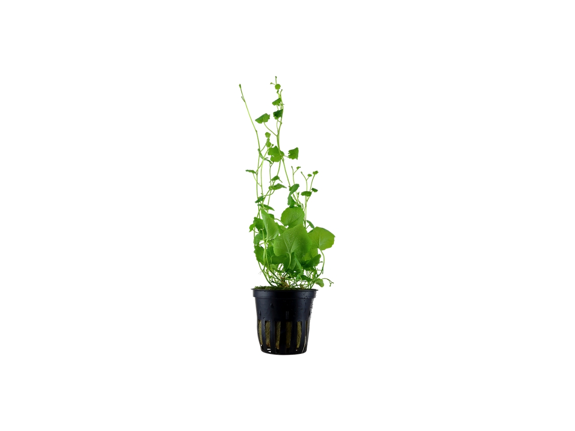 Cardamine Lyrata