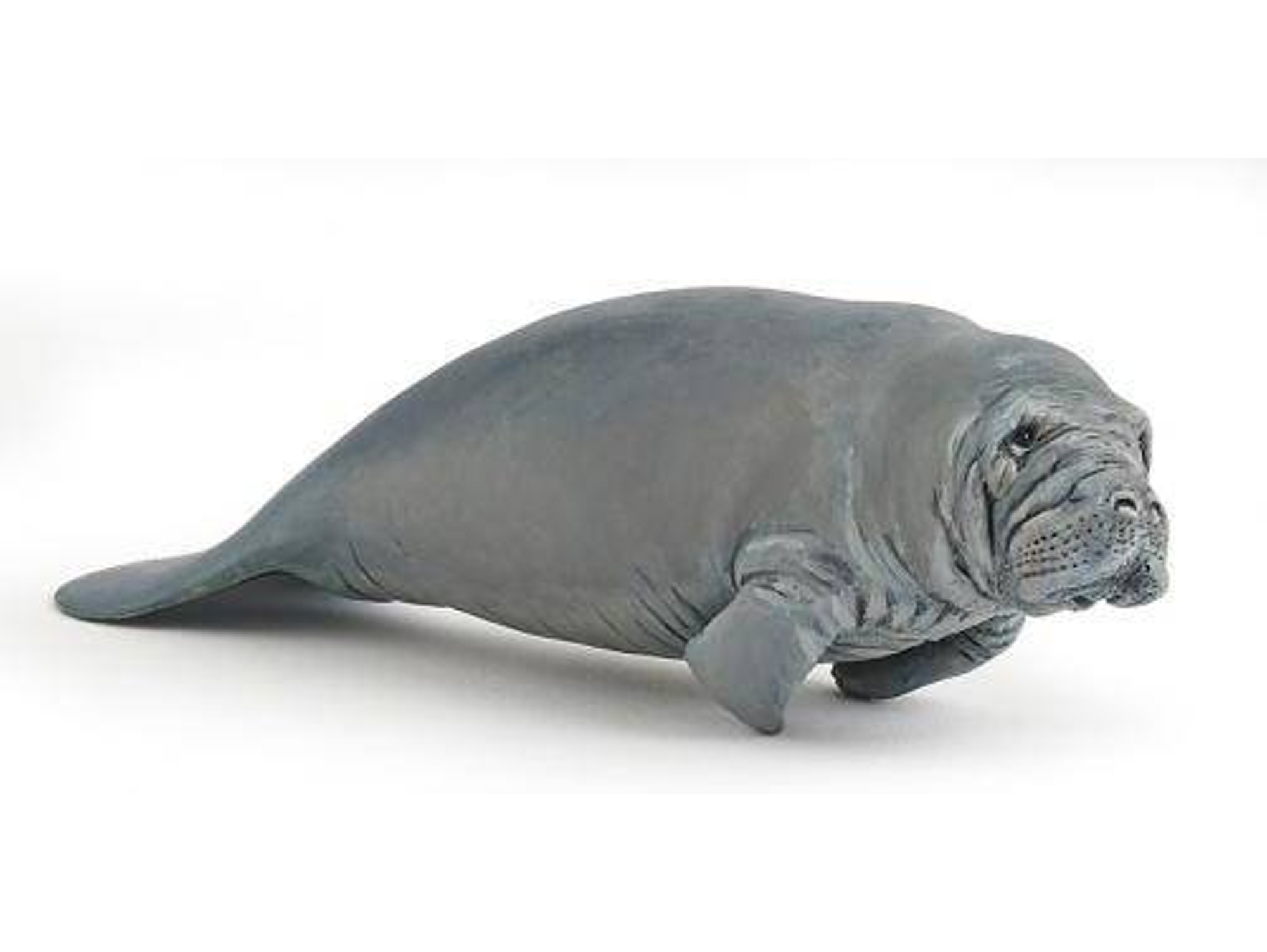 Figura PAPO Manatim