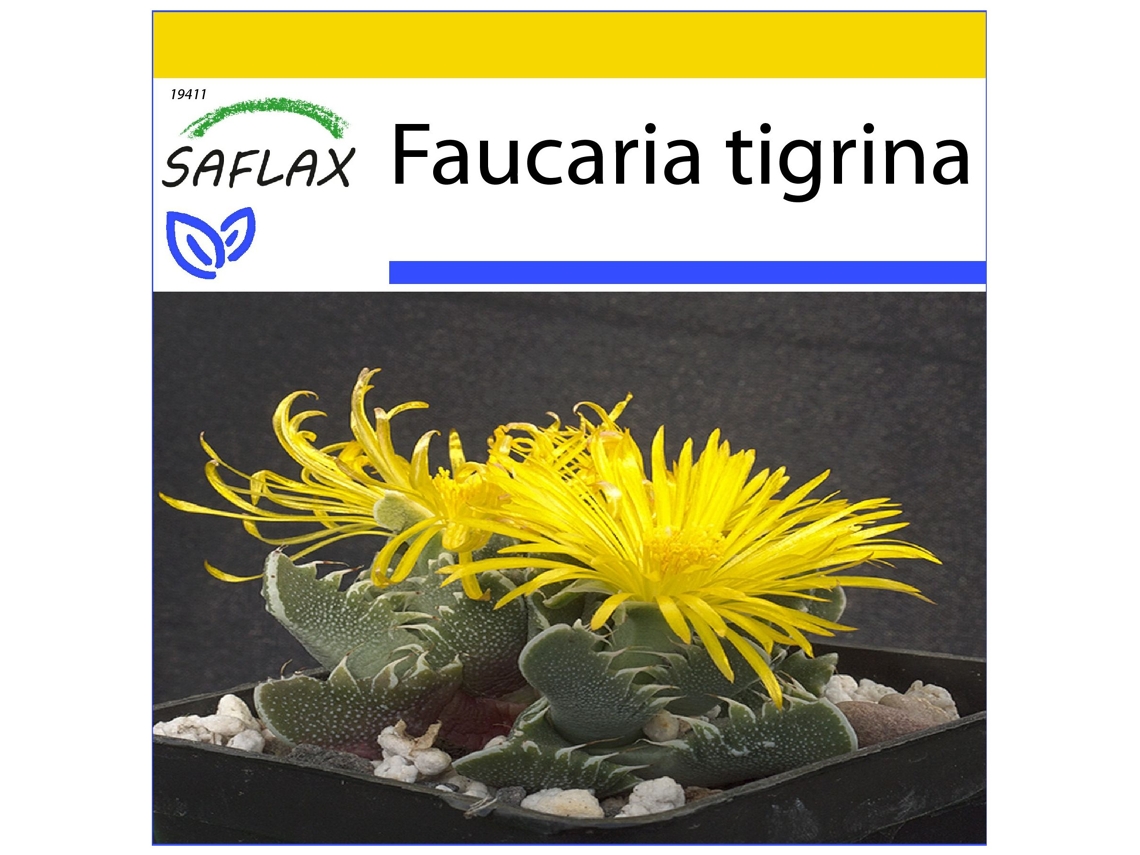 SAFLAX Conjunto de cultivo Boca de tigre 40 semillas Con mini invernadero, sustrato de cultivo y 2 macetas Faucaria tigrina