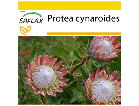 SAFLAX Conjunto de cultivo Protea rey 5 semillas Con mini invernadero, sustrato de cultivo y 2 macetas Protea cynaroides