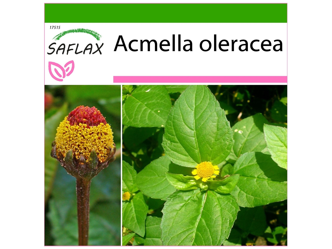 SAFLAX Hierba de los dientes / Paracress 500 semillas Con sustrato de cultivo libre de gérmenes Acmella oleracea