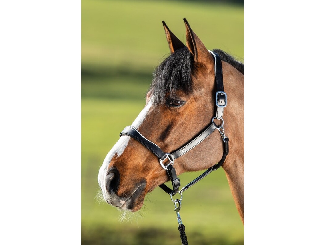 Cabezada de cuero para caballos HFI Two-Tone