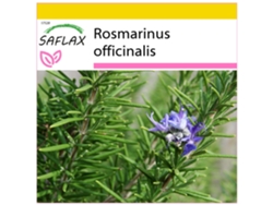 SAFLAX Conjunto de cultivo Romero blanco 100 semillas Con mini invernadero, sustrato de cultivo y 2 macetas Rosmarinus officinalis