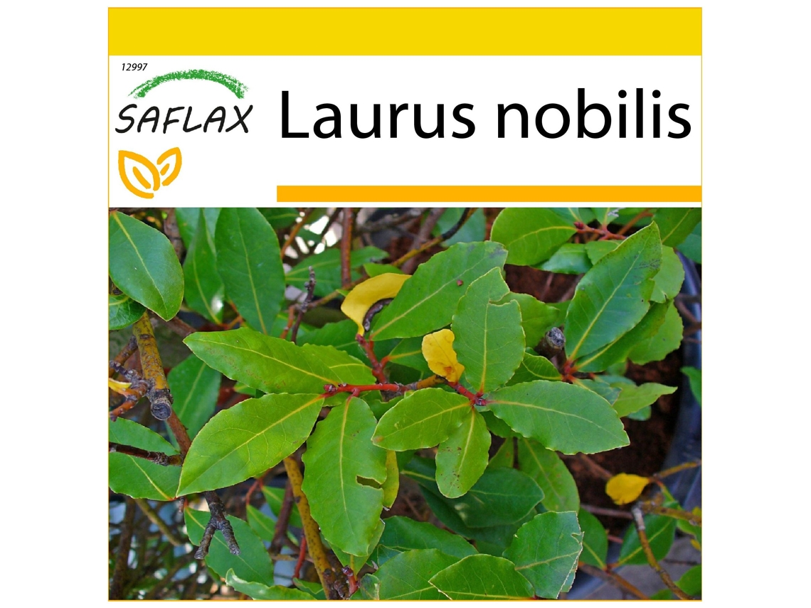 SAFLAX Conjunto de cultivo Laurel de Apolo 6 semillas Con mini invernadero, sustrato de cultivo y 2 macetas Laurus nobilis