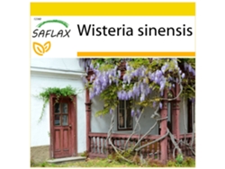 SAFLAX Conjunto de cultivo Flor de la pluma 4 semillas Con mini invernadero, sustrato de cultivo y 2 macetas Wisteria sinensis