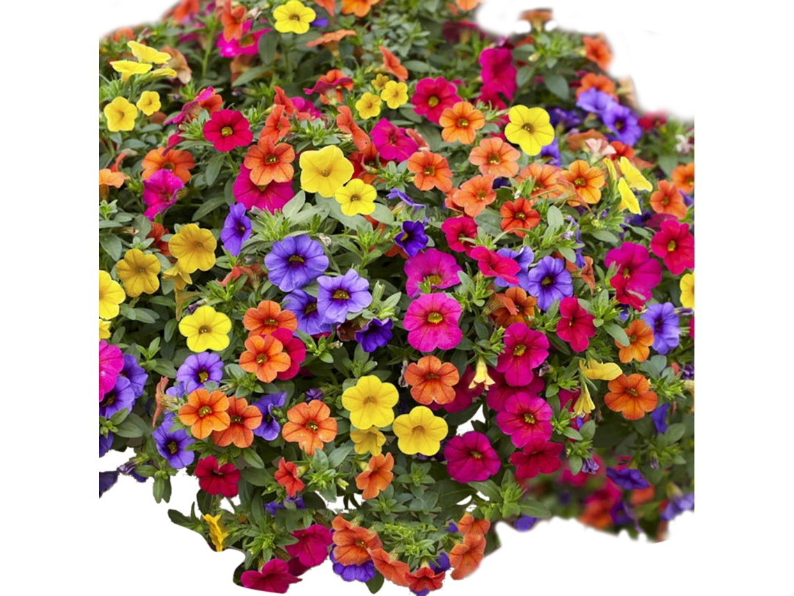 100 semillas de petunia para jardinería y decoración del hogar