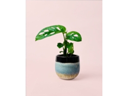 Monstera Adansonii Mini con Maceta Decorativa de Cerámica de 6 cm - Planta de Interior (PUR PLANT)