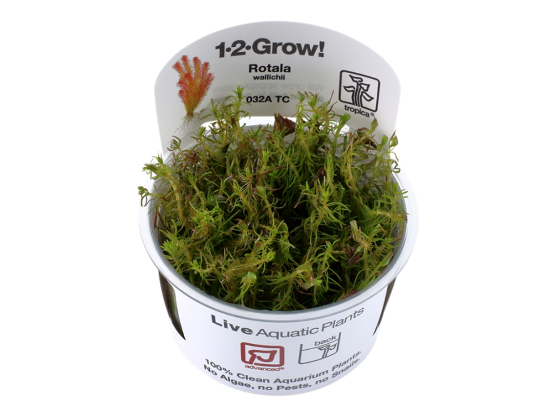 Rotala Wallichii