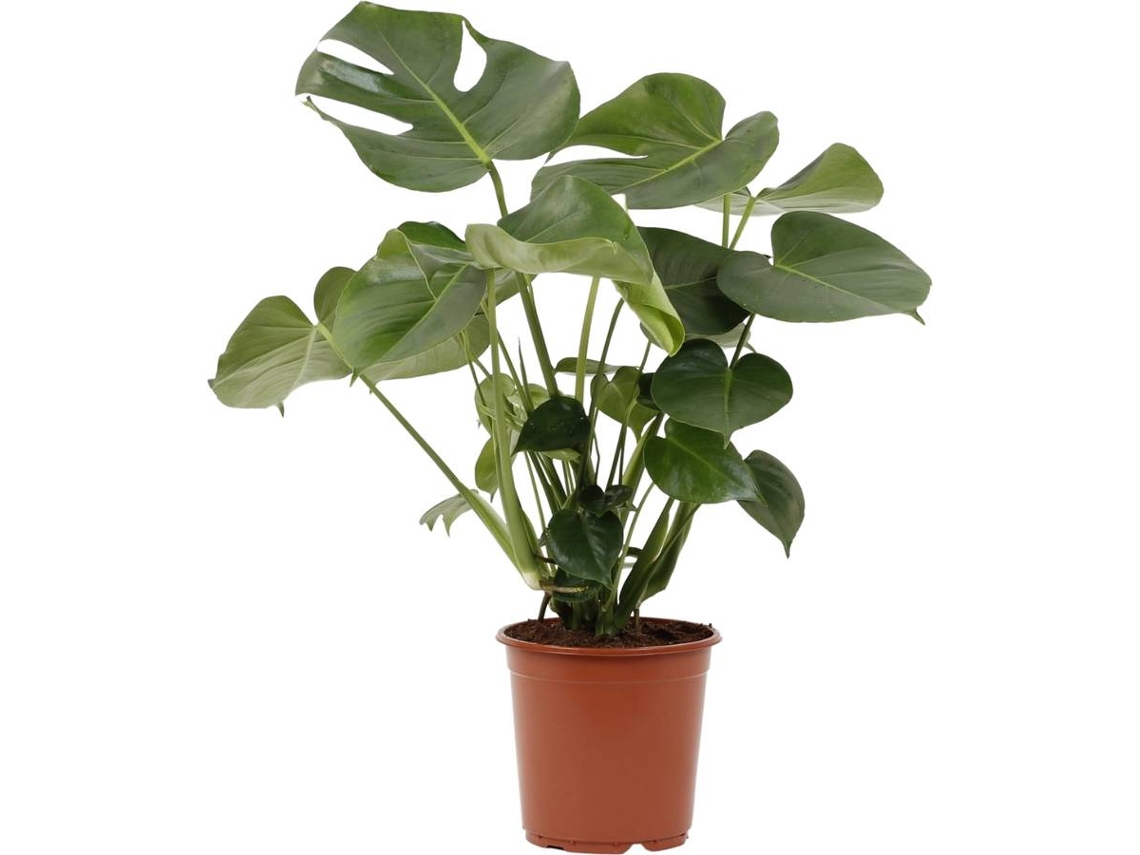Planta Natural BIOMAPLANTS Monstera Deliciosa (50-60 cm)