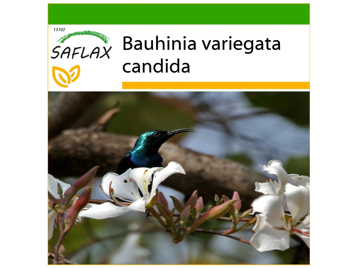 SAFLAX Árbol orquídea blanca 5 semillas Con sustrato de cultivo libre de gérmenes Bauhinia variegata candida