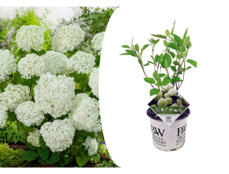 Hortensias - PLANT IN A BOX - Hydrangea Strong Annabelle - Set de 1 - Maceta 19cm - Altura 30-40cm