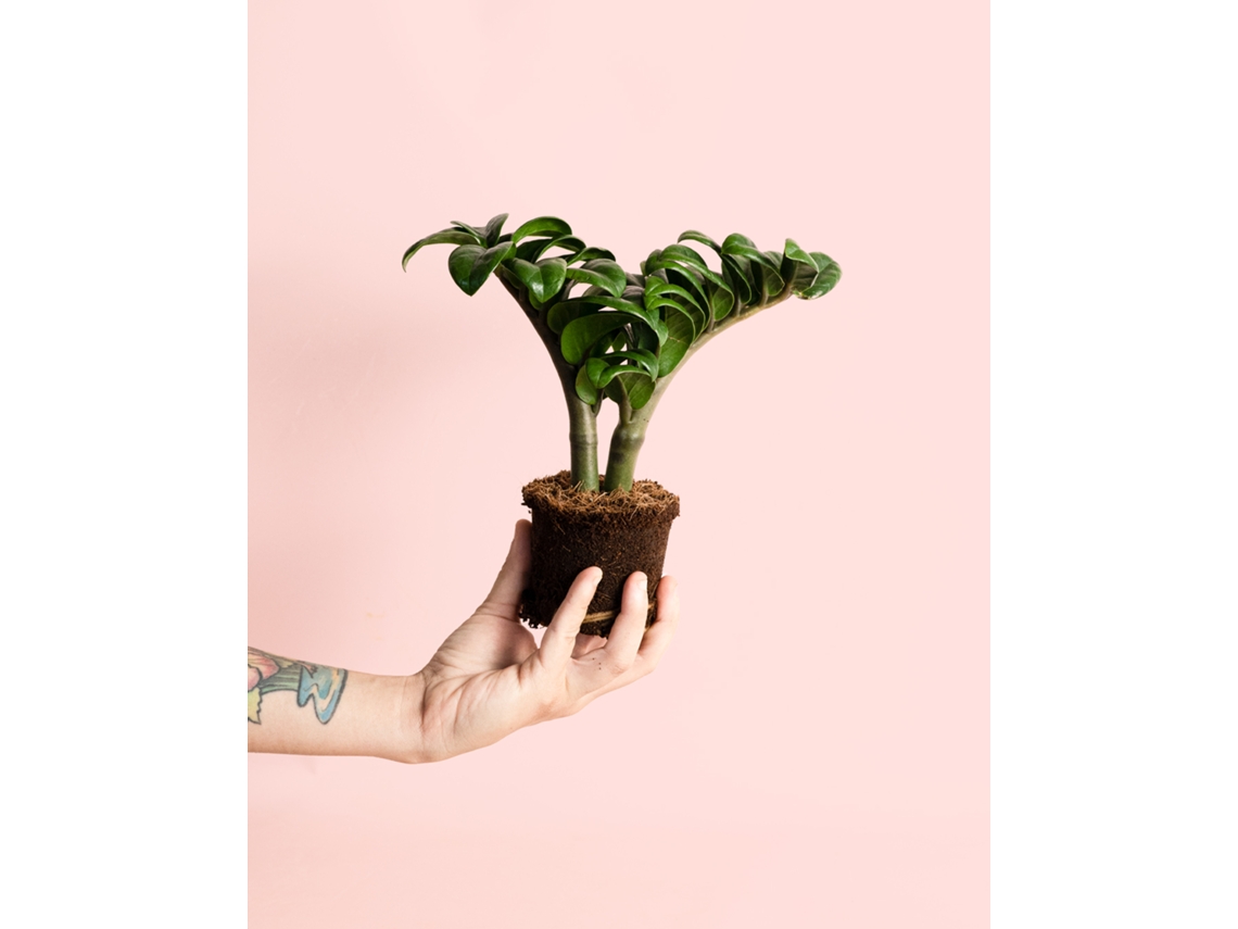 Zamioculca Zenzi Mini 5 Cm – Planta de interior resistente