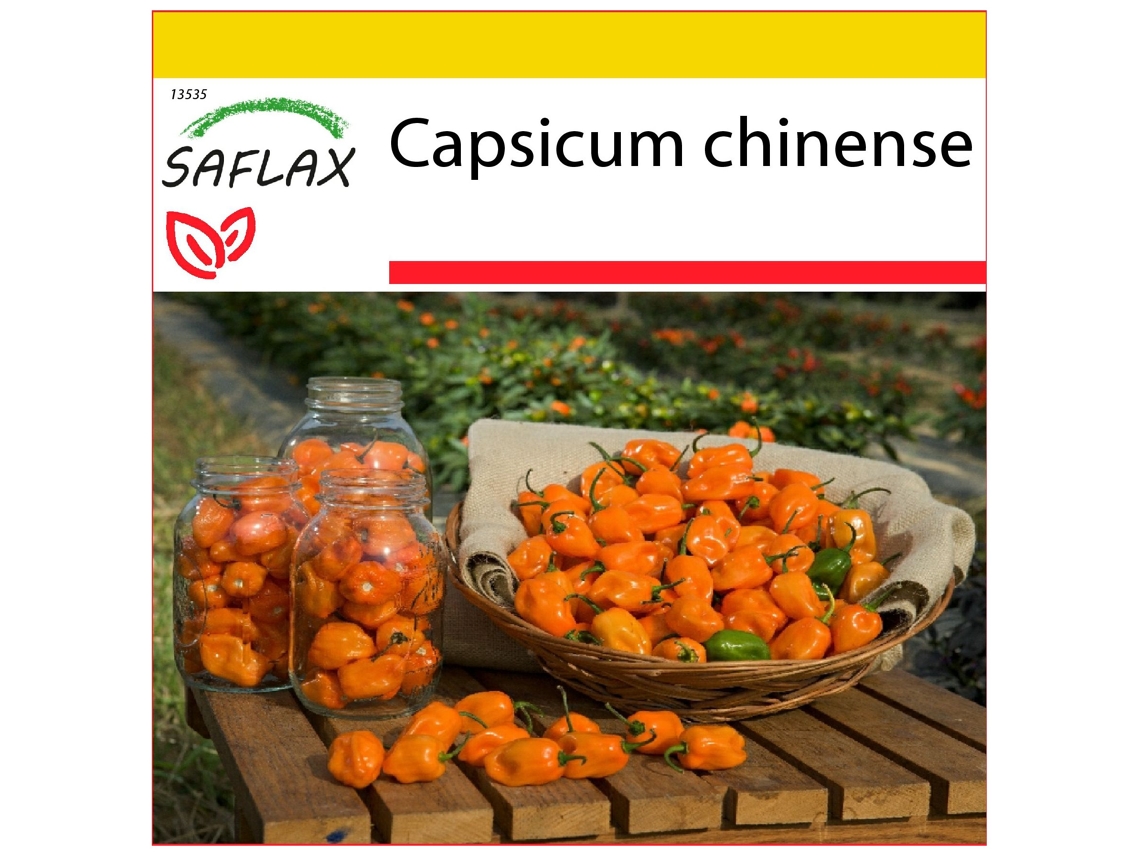 SAFLAX Conjunto de cultivo Chile habanero amarillo 10 semillas Con mini invernadero, sustrato de cultivo y 2 macetas Capsicum chinense
