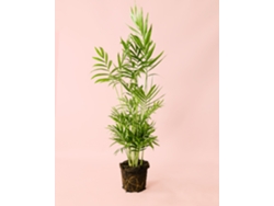 Chamaedorea Elegans 16 cm | Palmera natural de interior | Pur Plant