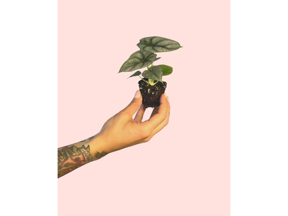 Alocasia Silver Dragon | Planta tropical de interior, exótica y resistente | Pur Plant